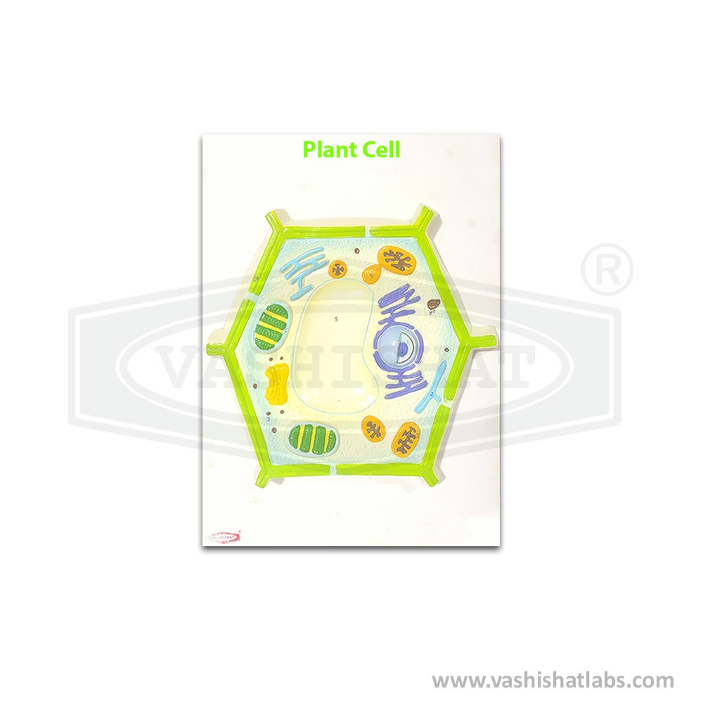 Plant Cell Model